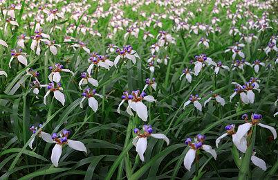 Epic喜加二 免费领《仰冲异界》《外星贸易公司》